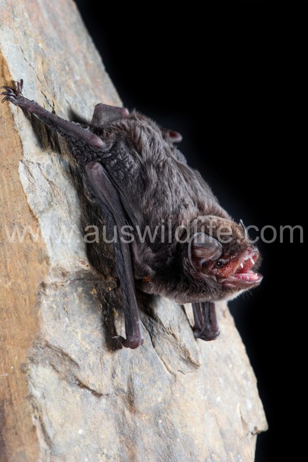 eastern-bentwing-bat-miniopterus-orianae-oceanensis-2