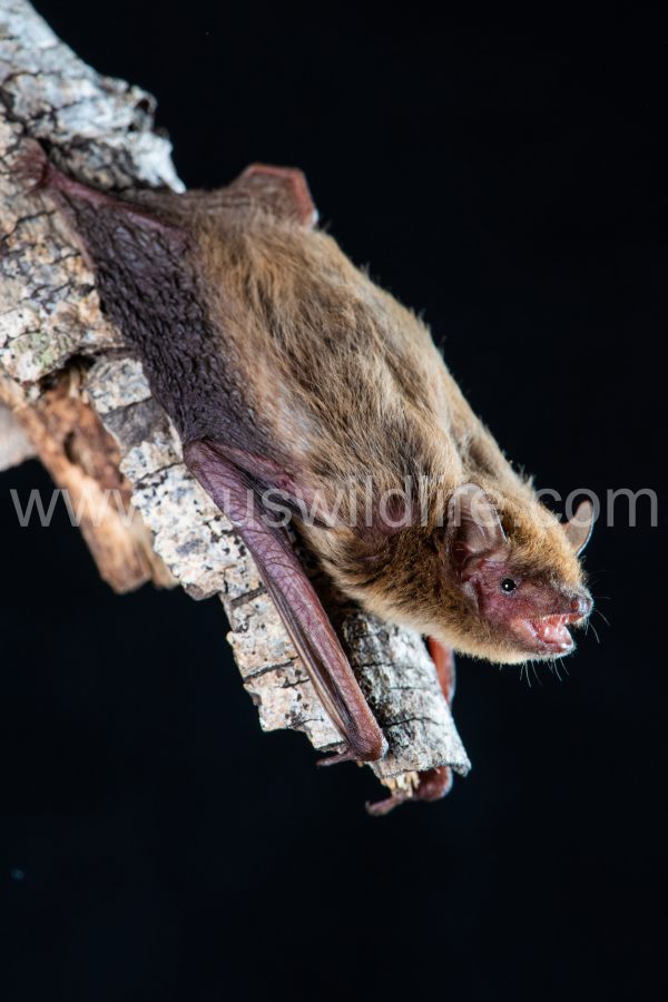 cape-york-pipistrelle-pipistrellus-adamsi-4