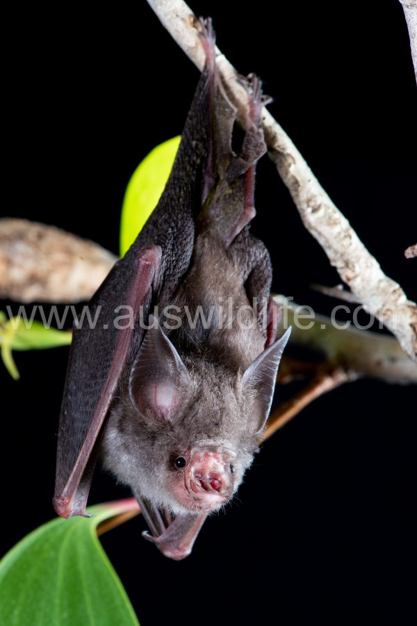 hipposideros-semoni
