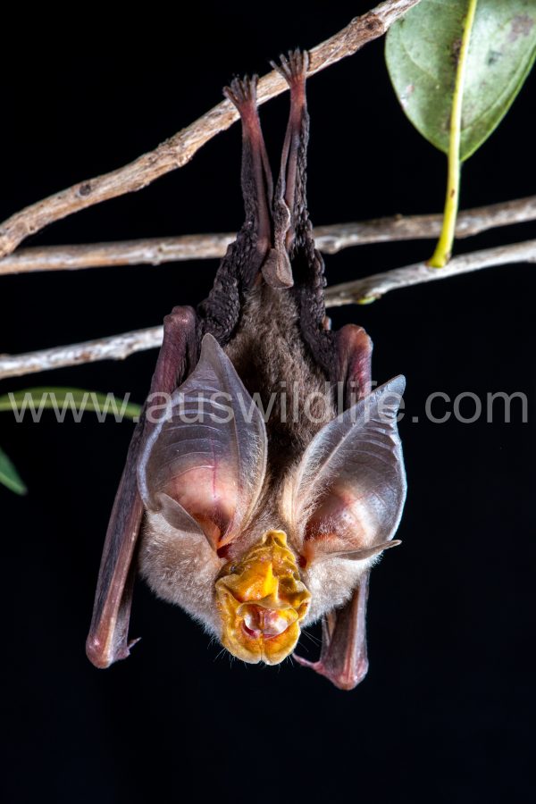 rhinolophus-robertsi-2