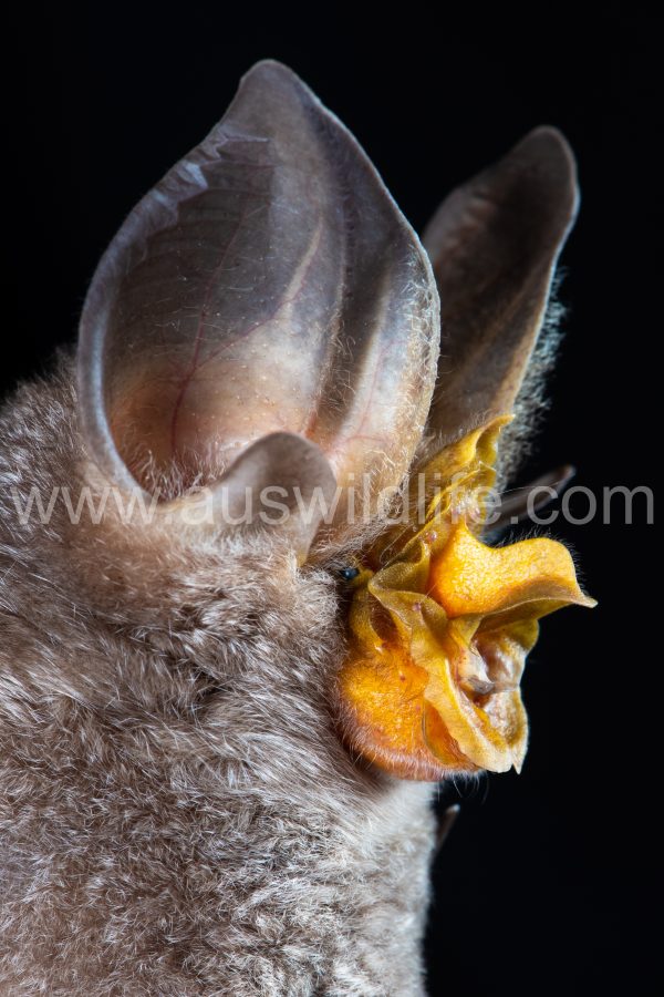 rhinolophus-robertsi-3