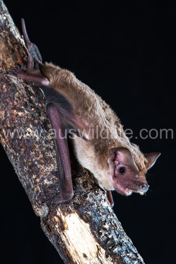 northern-freetail-bat-ozimops-lumsdenae-3