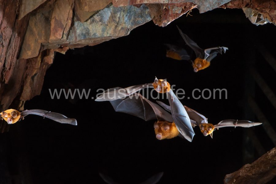 Eastern Horseshoe Bat (Rhinolophus megaphyllus)