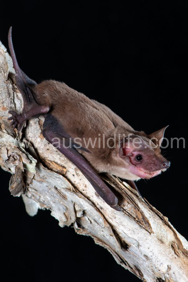 northern-freetail-bat-ozimops-lumsdenae-4