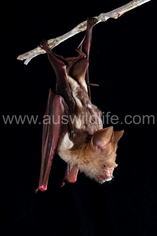 diadem-leaf-nosed-bat-hipposideros-diadema-5