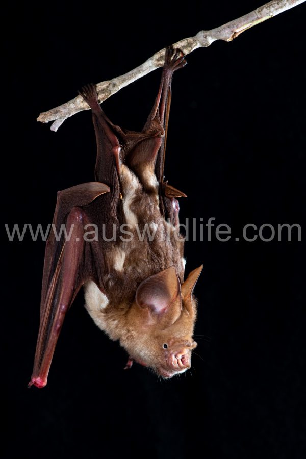 diadem-leaf-nosed-bat-hipposideros-diadema