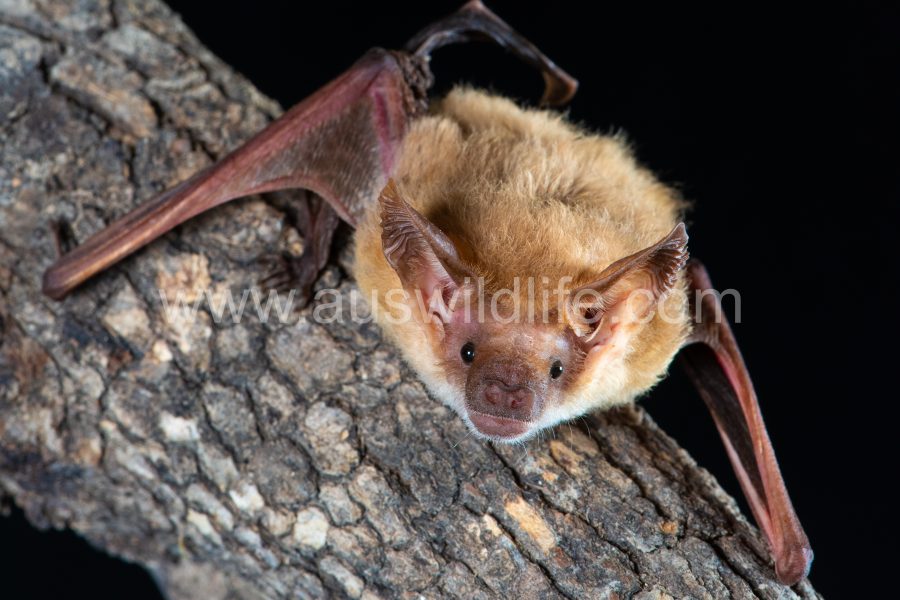 eastern-long-eared-bat-nyctophilus-bifax-5