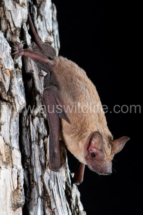 halls-freetail-bat-ozimops-halli-4