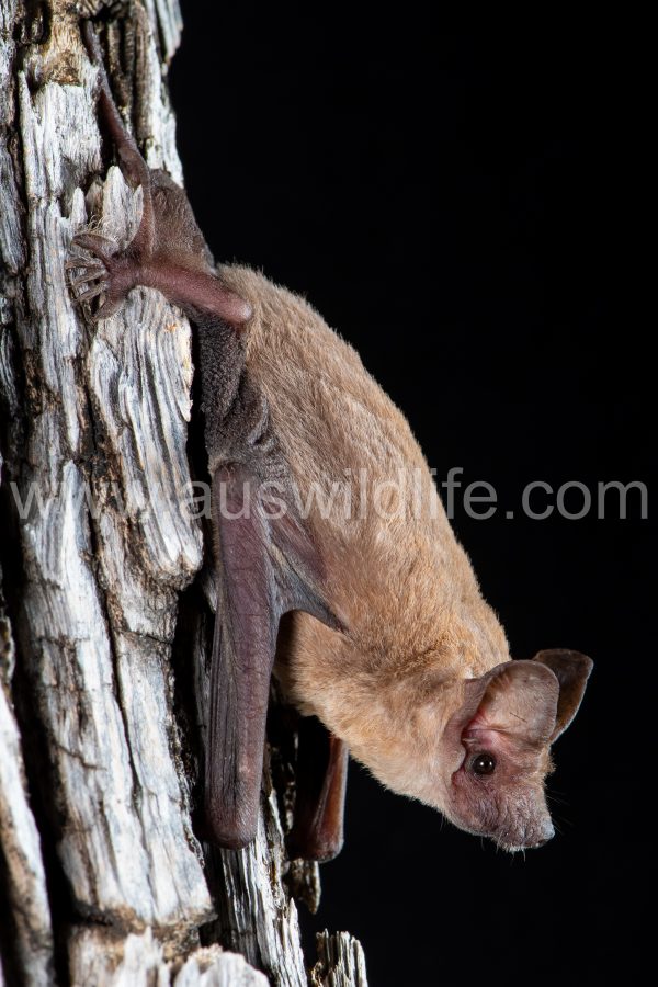 halls-freetail-bat-ozimops-halli-3