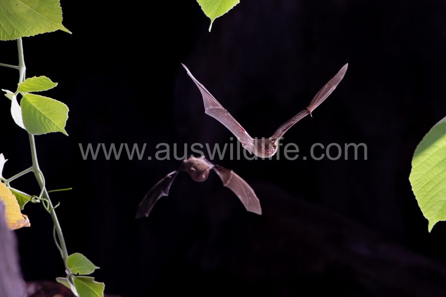 eastern-cave-bat-vespadelus-troughtoni-3