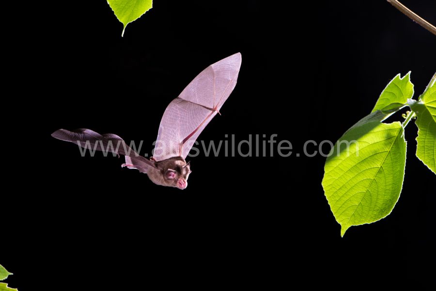 eastern-horseshoe-bat-rhinolophus-megaphyllus-6
