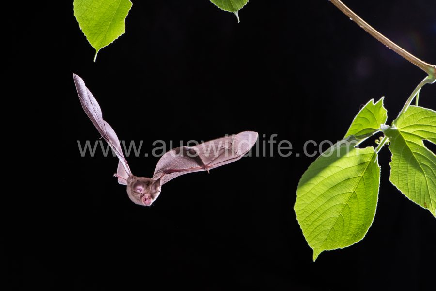 Eastern Horseshoe Bat - Rhinolophus megaphyllus
