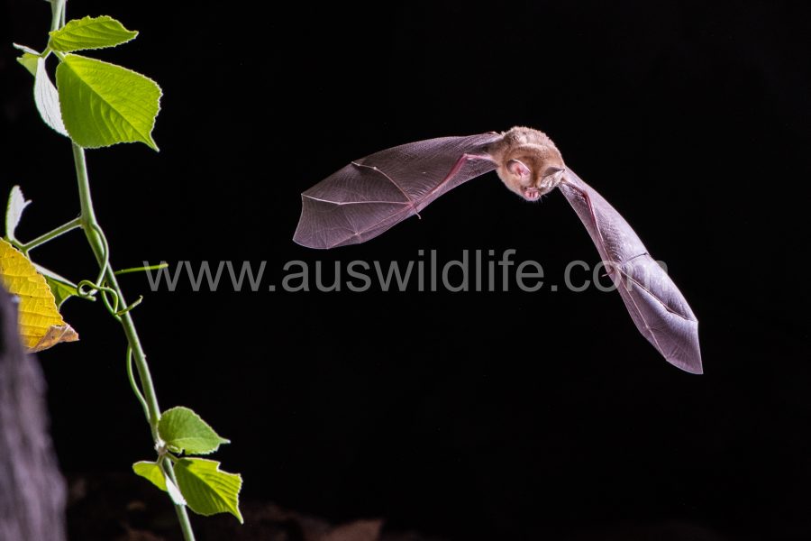 dusky-leaf-nosed-bat-hipposideros-ater-9