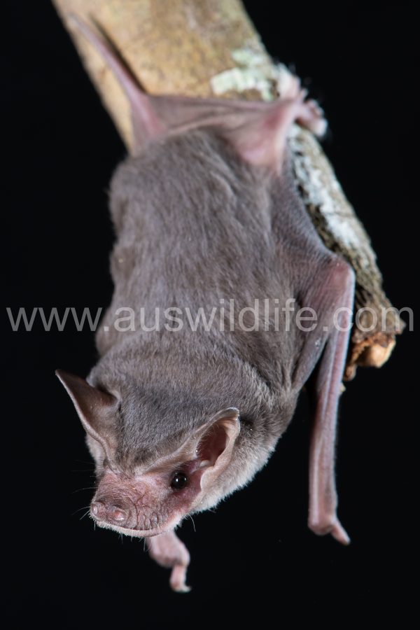 eastern-freetail-bat-ozimops-ridei-2