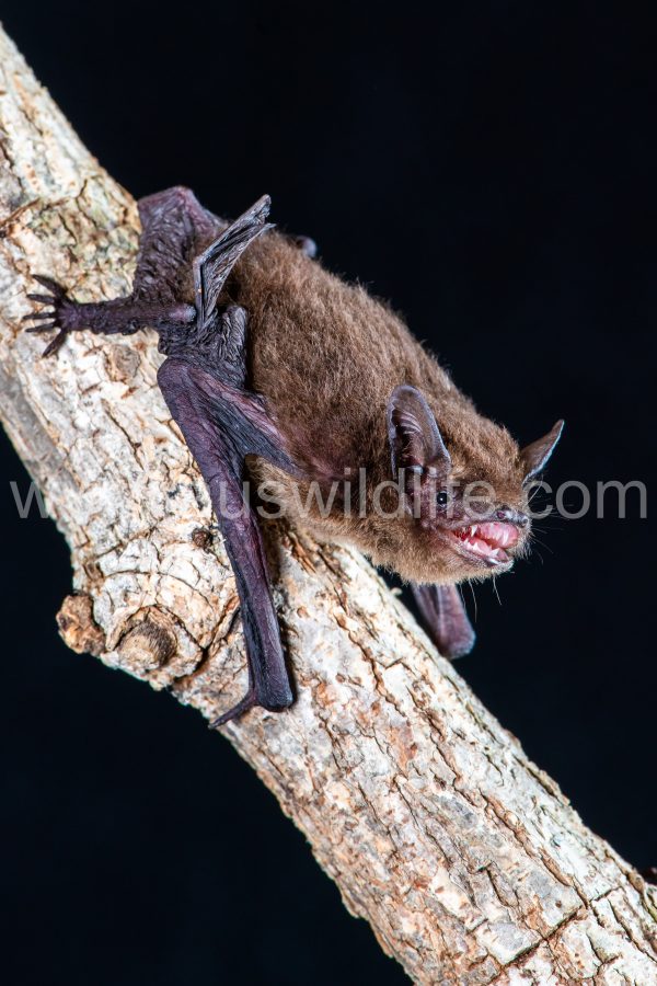 cape-york-pipistrells-pipistrellus-adamsi