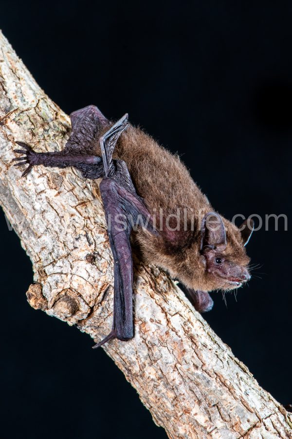 cape-york-pipistrells-pipistrellus-adamsi-2