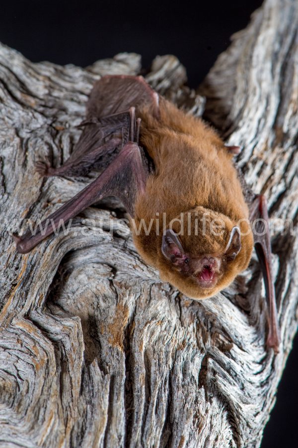 chocolate-wattled-bat-chalinolobus-morio-6