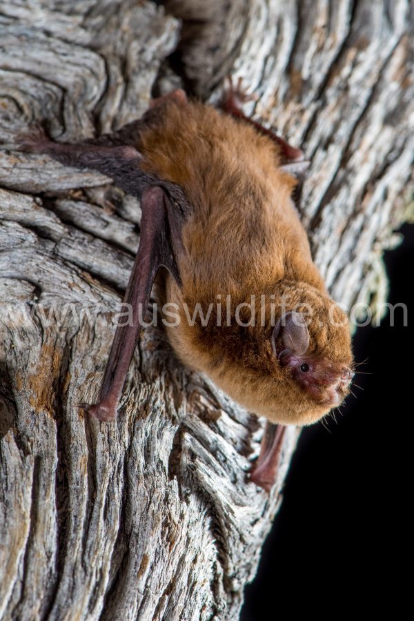chocolate-wattled-bat-chalinolobus-morio-8