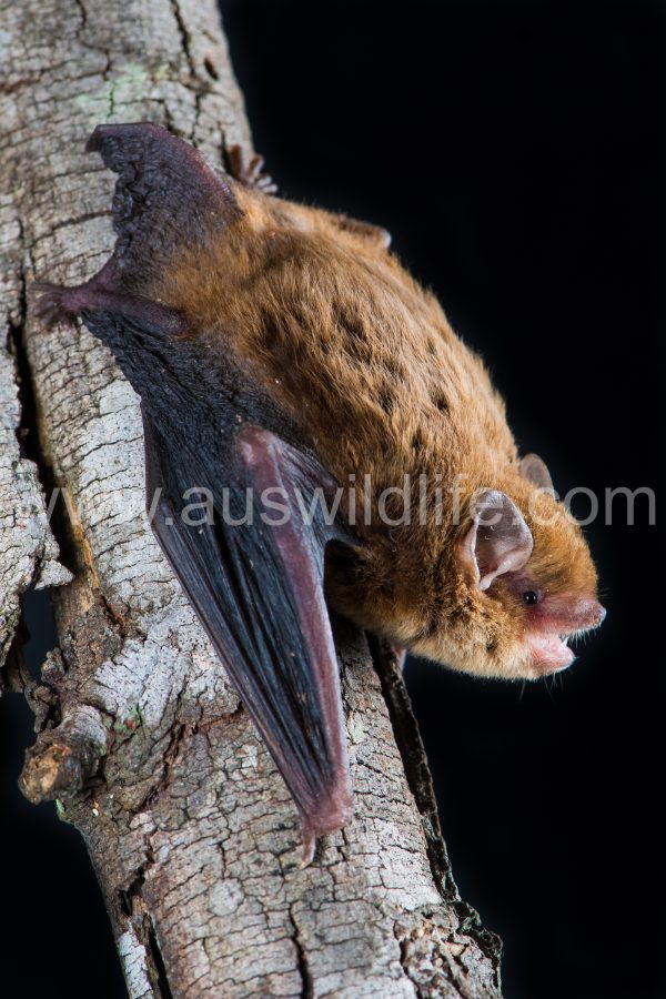 southern-forest-bat-vespadelus-regulus-5