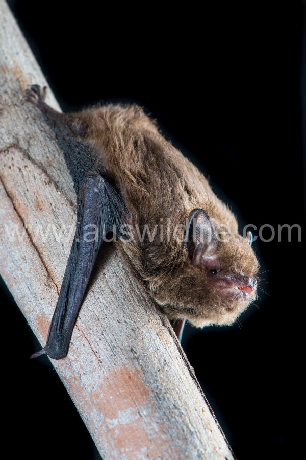Vespadelus regulus