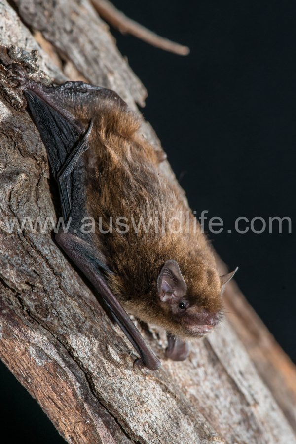 southern-forest-bat-vespadelus-regulus-3