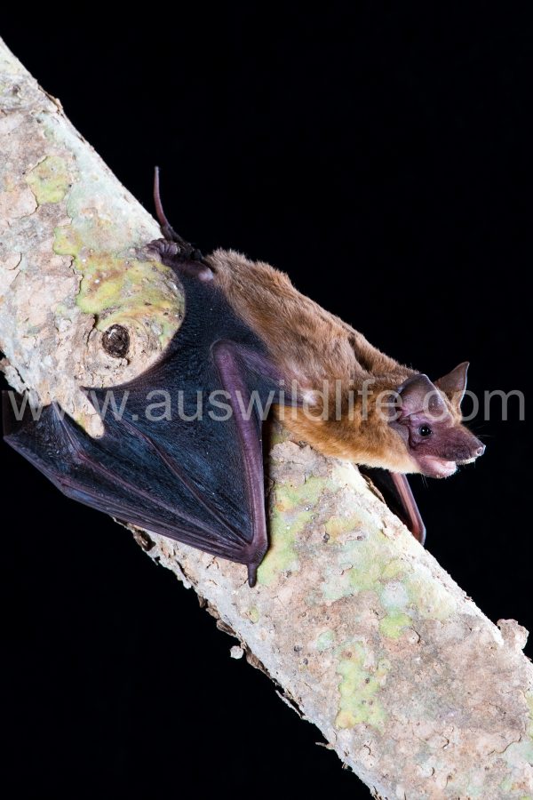 mangrove-freetail-bat-ozimops-coburgiana-2