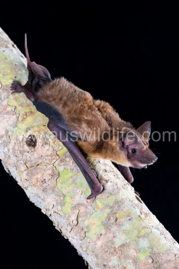 mangrove-freetail-bat-ozimops-coburgianus-5