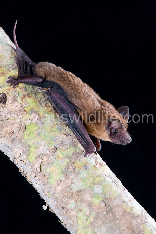 mangrove-freetail-bat-ozimops-coburgianus-6
