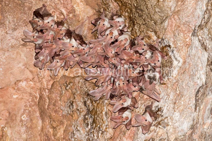 ghost-bat-macroderma-gigas-19