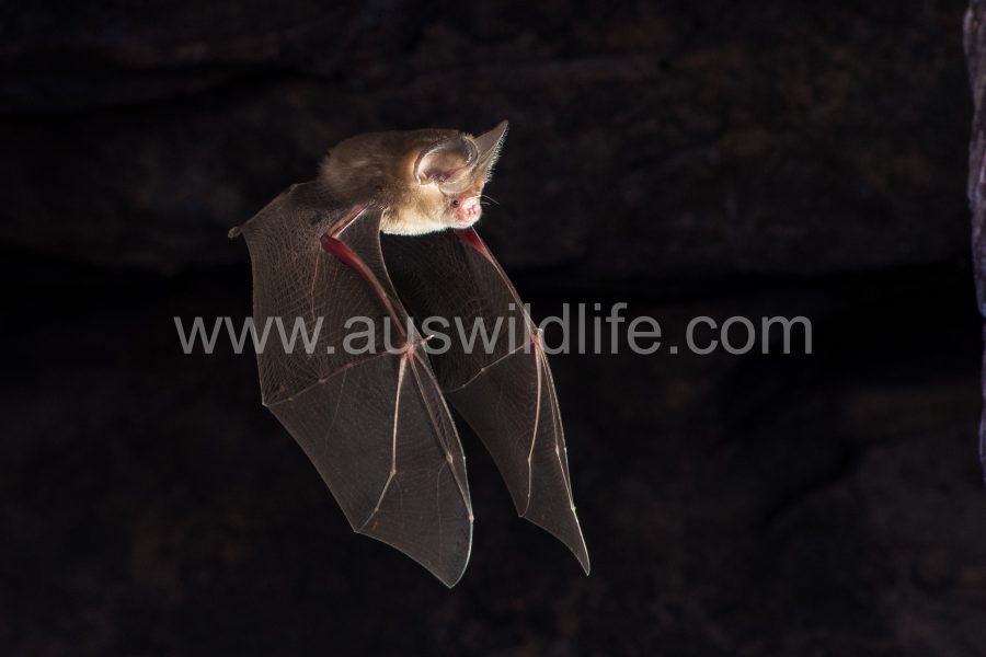 dusky-leaf-nosed-bat-hipposideros-ater-10