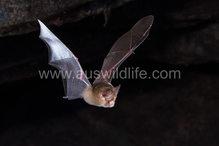 Australian wildlife photography