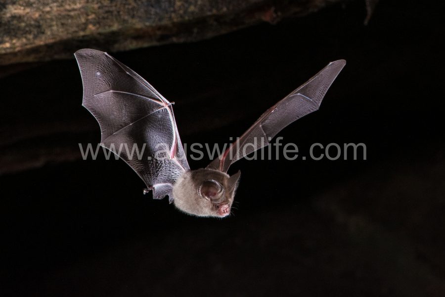 dusky-leaf-nosed-bat-hipposideros-ater-2