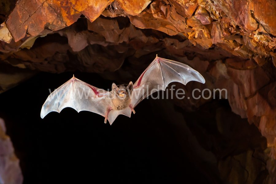 hills-sheathtail-bat-taphozous-hilli-6
