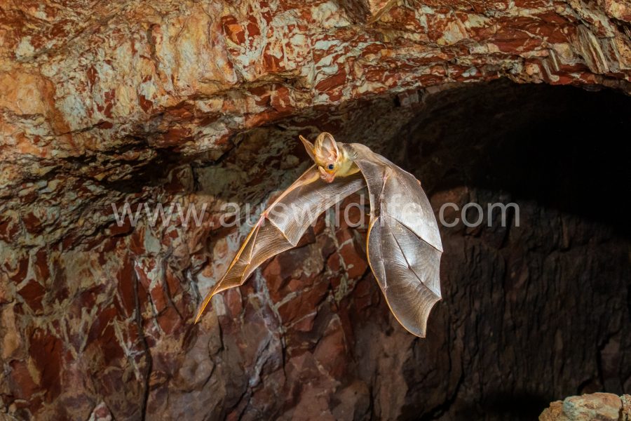 ghost-bat-macroderma-gigas-20