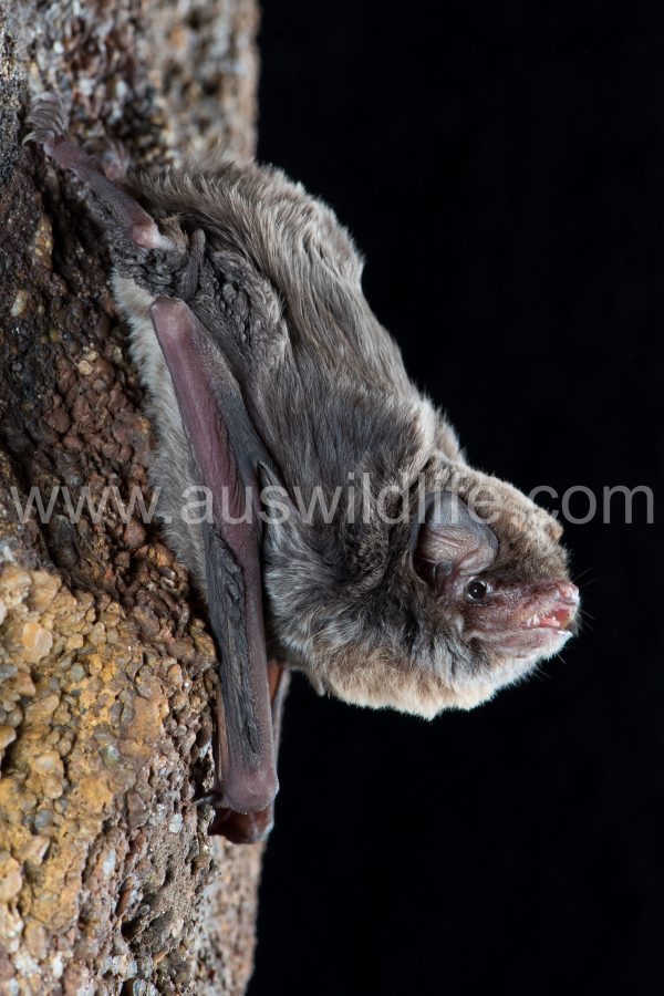 northern-bentwing-bat-miniopterus-orianae-orianae-4