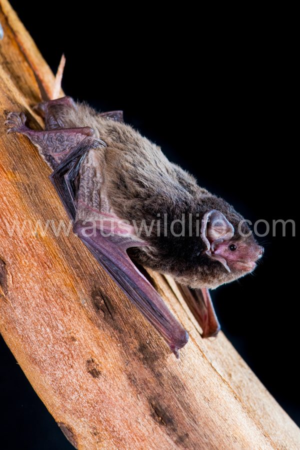goulds-wattled-bat-chalinolobus-gouldii-4