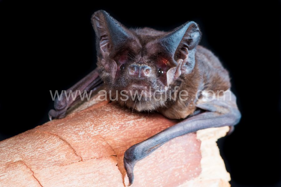 white-striped-mastiff-bat-austronomus-australis