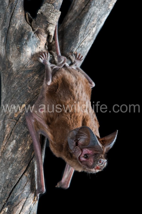 white-striped-mastiff-bat-austronomus-australis-3