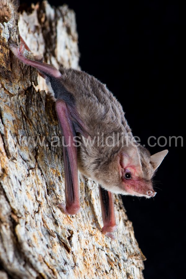 bristle-faced-freetail-bat-setirostris-eleryi