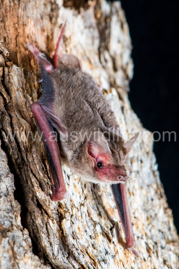 bristle-faced-freetail-bat-setirostris-eleryi-2