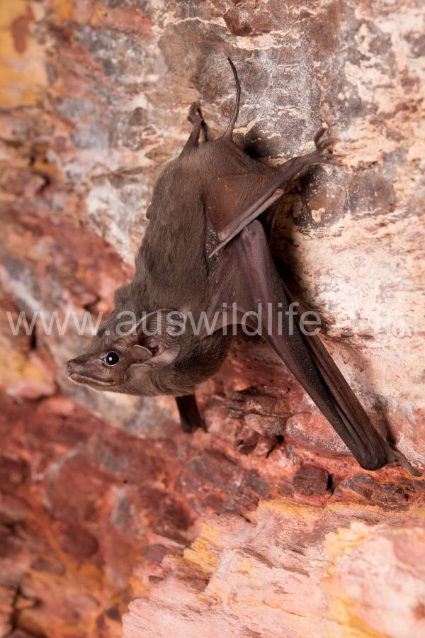 hills-sheathtail-bat-taphozous-hilli-5