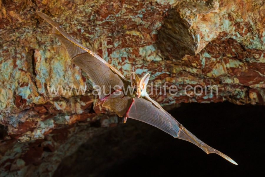Ghost Bat (Macroderma gigas)