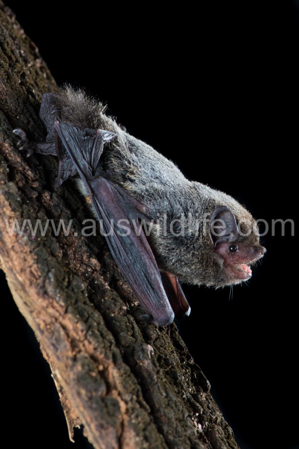 hoary-wattled-bat-chalinolobus-nigrogriseus-4