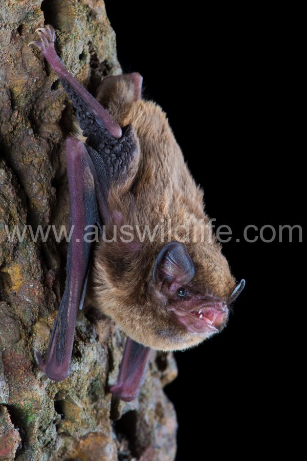 northern-bentwing-bat-miniopterus-orianae-orianae-5