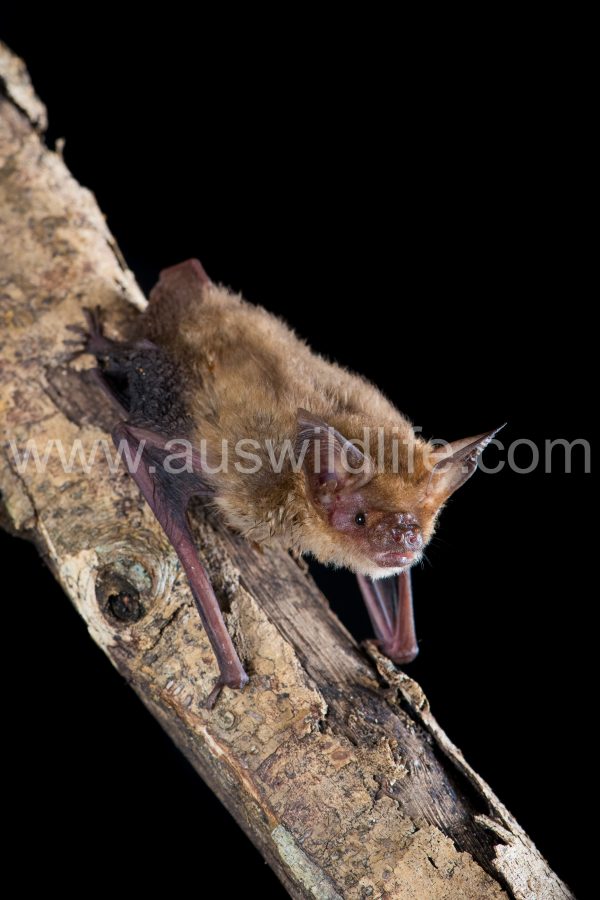 arnhem-long-eared-bat-nyctophilus-arnhemensis-3