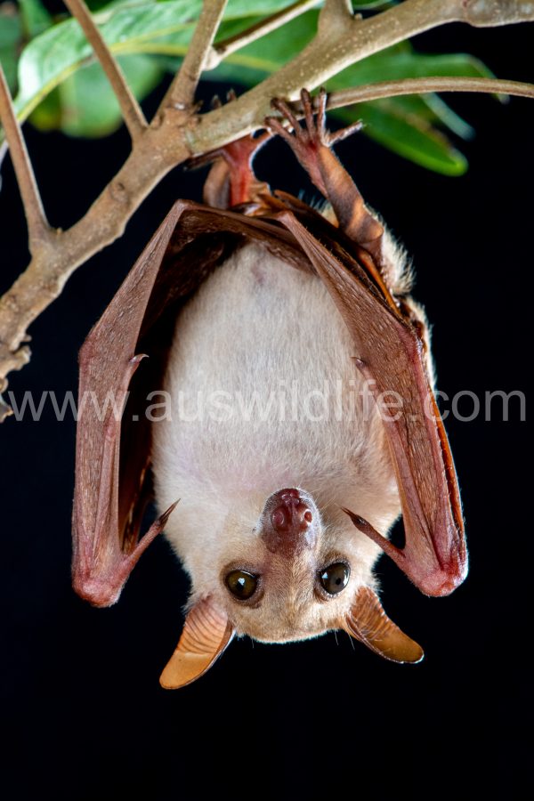 northern-blossom-bat-macroglossus-minimus-3