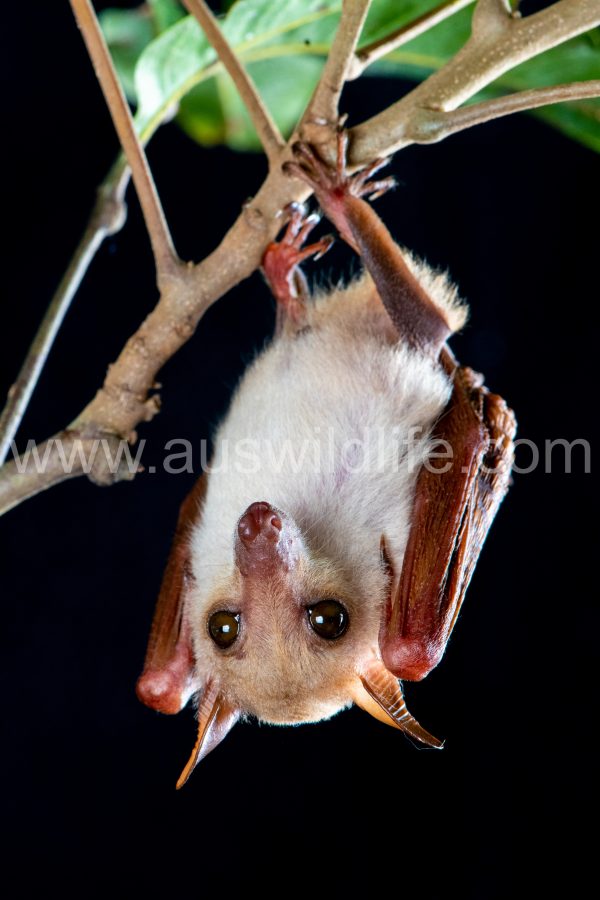 northern-blossom-bat-macroglossus-minimus-4
