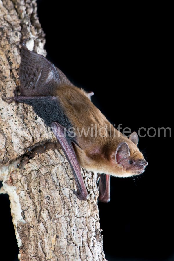 little-broad-nosed-bat-scotorepens-greyi