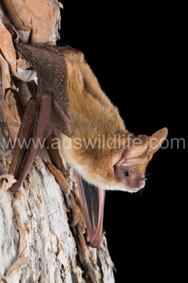northern-long-eared-bat-nyctophilus-daedalus-2