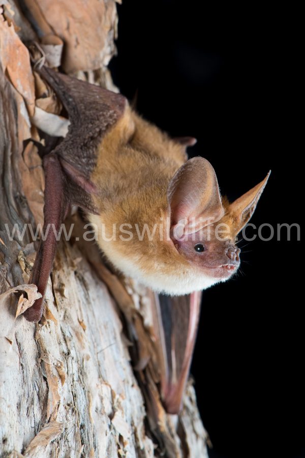 northern-long-eared-bat-nyctophilus-daedalus-3